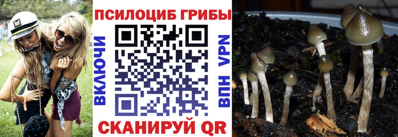 что такое наркотик  Новохопёрск  гидра ССЫЛКА  Галлюциногенные грибы Psilocybine cubensis 